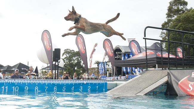 One of the DockDogs takes a flying leap from the 40-foot dock into the pool.