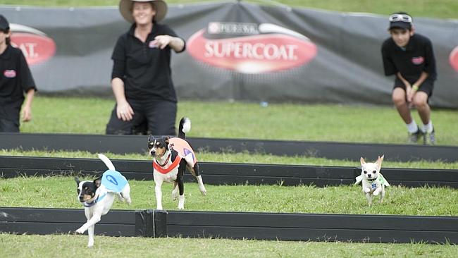 Even the little guys put on a super show of agility and speed.