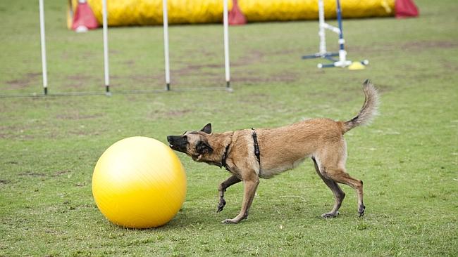 The dogs enjoyed a game of canine ‘soccer’ .