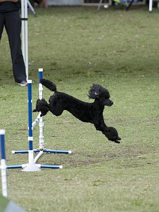 Fine-tuned agility skills were on show.