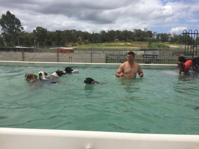 Swimming with Dogs