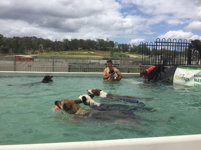 Swimming with Dogs