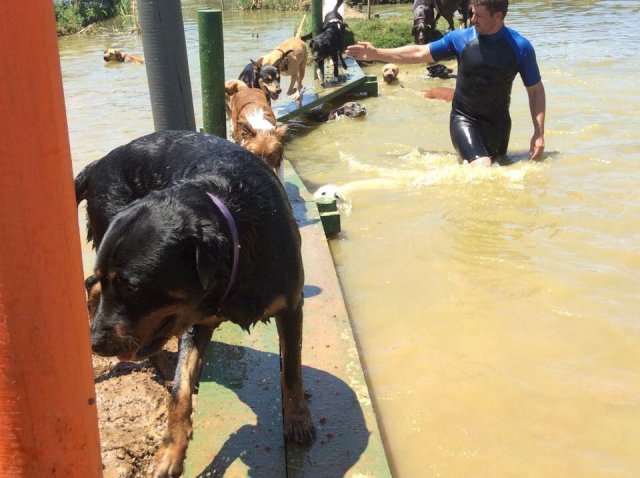 Swimming with Dogs