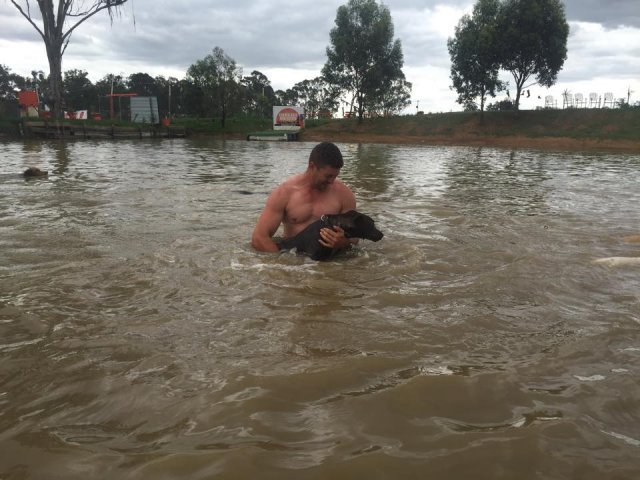 Swimming with Dogs 2015