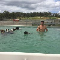 Swimming with Dogs