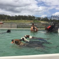 Swimming with Dogs