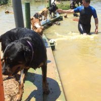 Swimming with Dogs