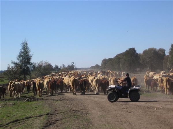 Mustering Cattle on a 4Wheeler