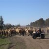 Mustering Cattle on a 4Wheeler