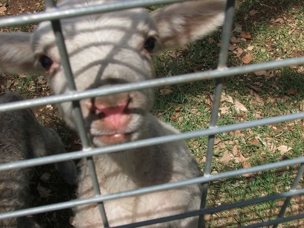 forum farmstay farm tour 18 Jan 2007 059