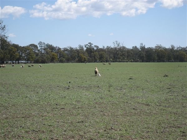 Farm Aug 2007 074