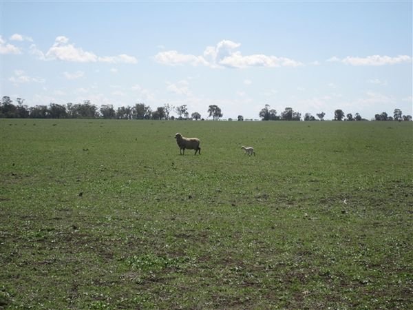 Farm Aug 2007 079