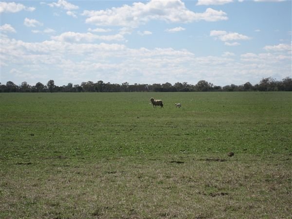 Farm Aug 2007 080