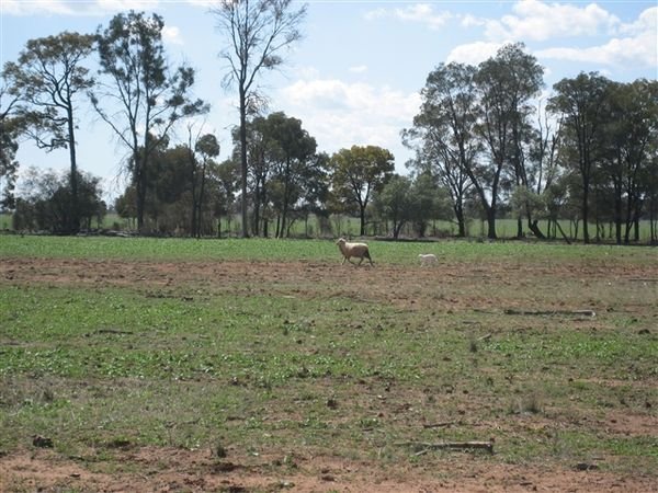 Farm Aug 2007 081