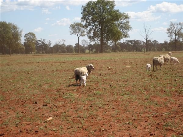 Farm Aug 2007 084