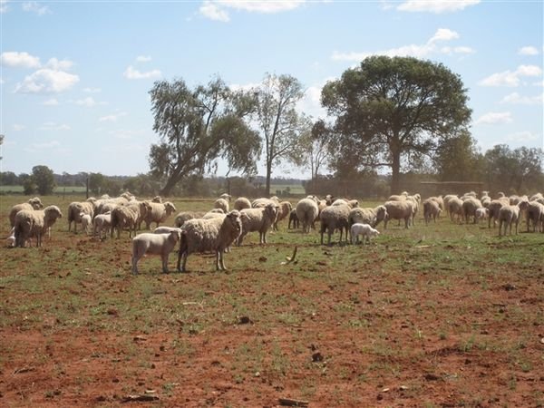 Farm Aug 2007 086