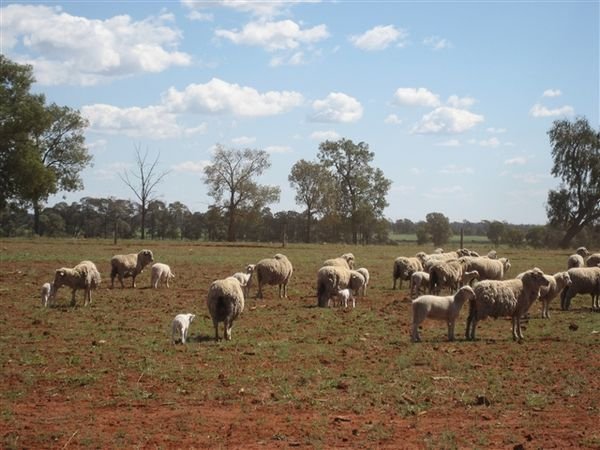 Farm Aug 2007 088