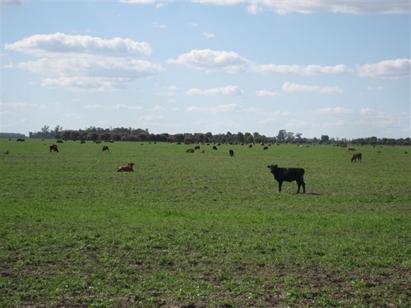 Farm Aug 2007 113