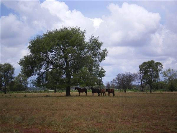 Farm Feb 08 086