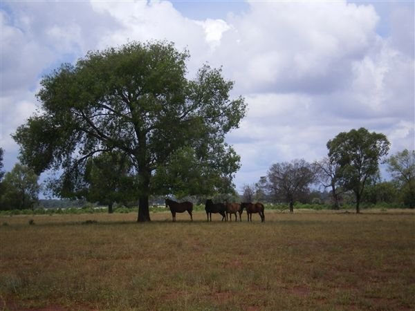 Farm Feb 08 087