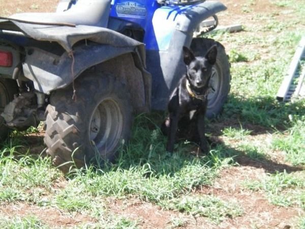 Farm Jan 2009 15