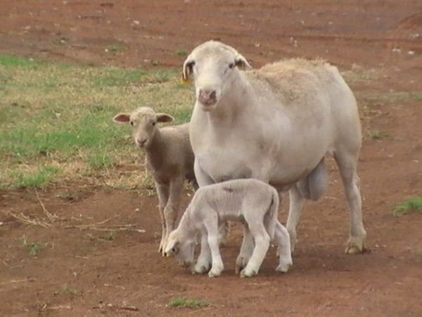 Farm Jan 2009 19