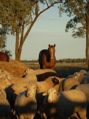 Farm Sept 2009 775_n