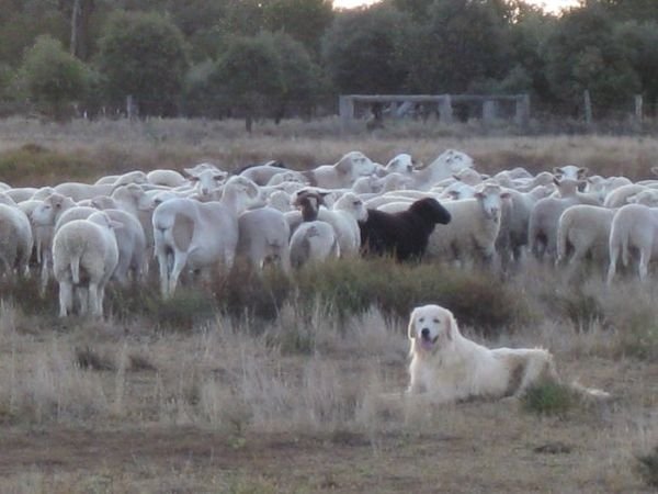 Farm Nov 2009 60231