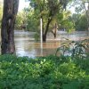 floods_Dec_2010_435