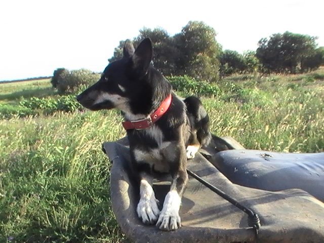 Rosie Out in the Paddock