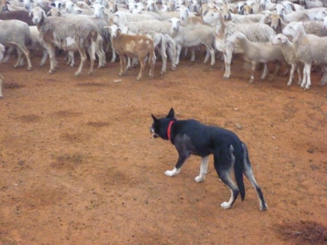 Rosie Mustering Sheep