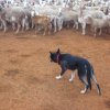 Rosie Mustering Sheep