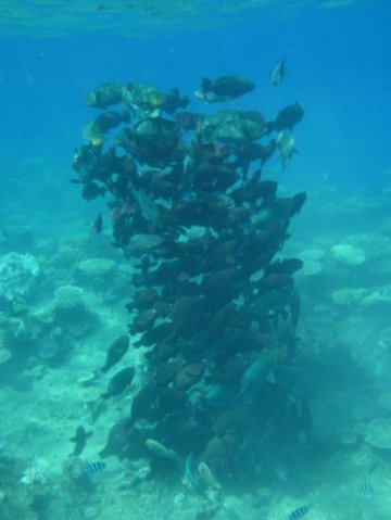 Great Barrier Reef Scuba Diving Trip 10