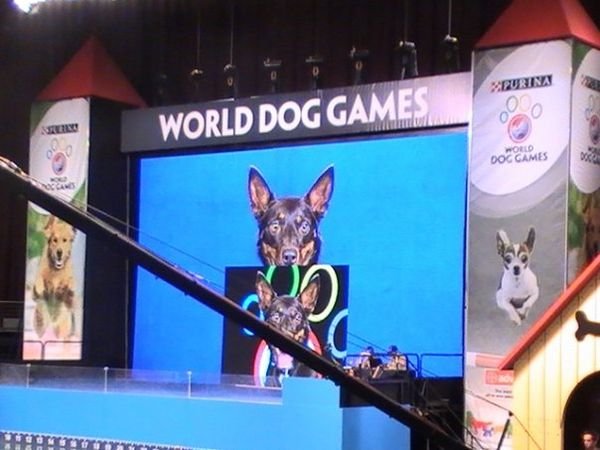 World Dog Games 910