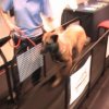 World Dog Games 4712