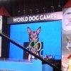 World Dog Games 910