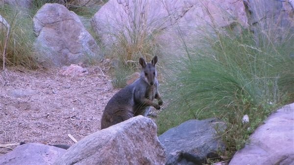 Central Australia 1152