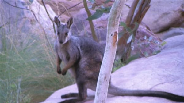 Central Australia 1153