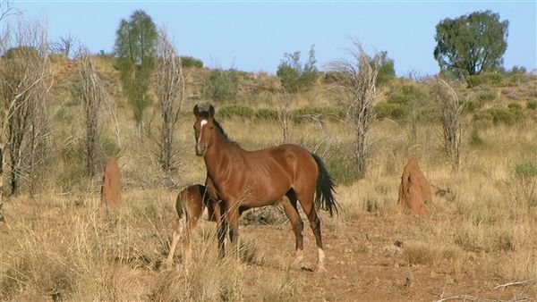 Central Australia 1223