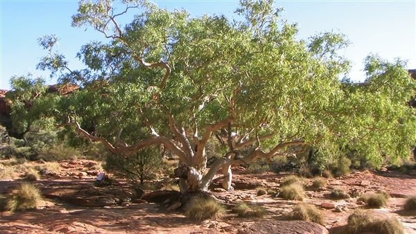 Central Australia 1271