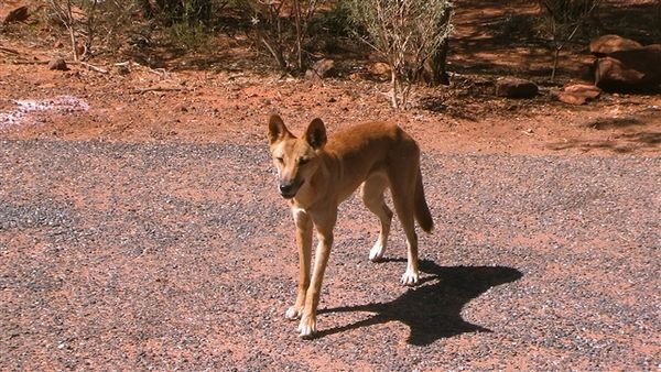 Central Australia 1348