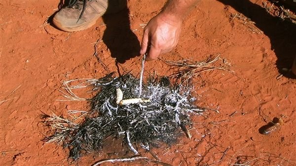 Central Australia 1359