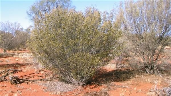 Central Australia 1367