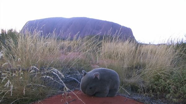 Central Australia 1410