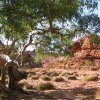 Central Australia 1268