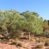 Central Australia 1273