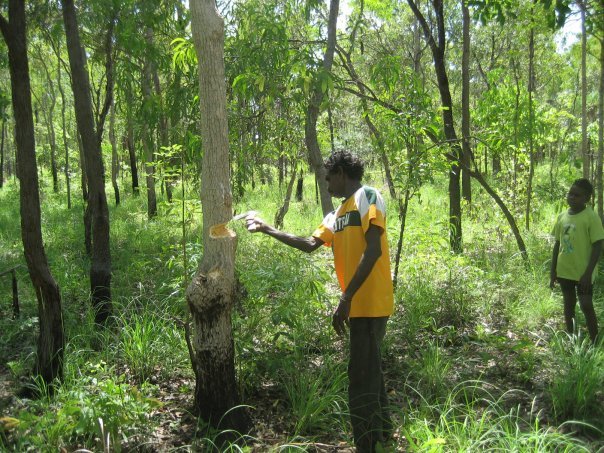 Aurukun Honey Hunting  03