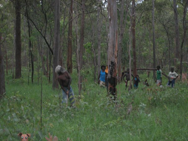 Aurukun Honey Hunting  10