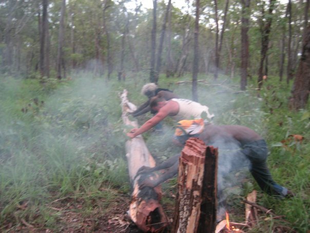 Aurukun Honey Hunting  13