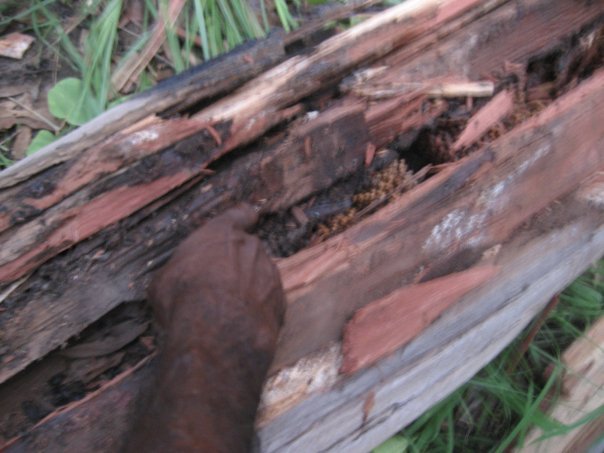 Aurukun Honey Hunting  16